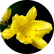 recent obituaries